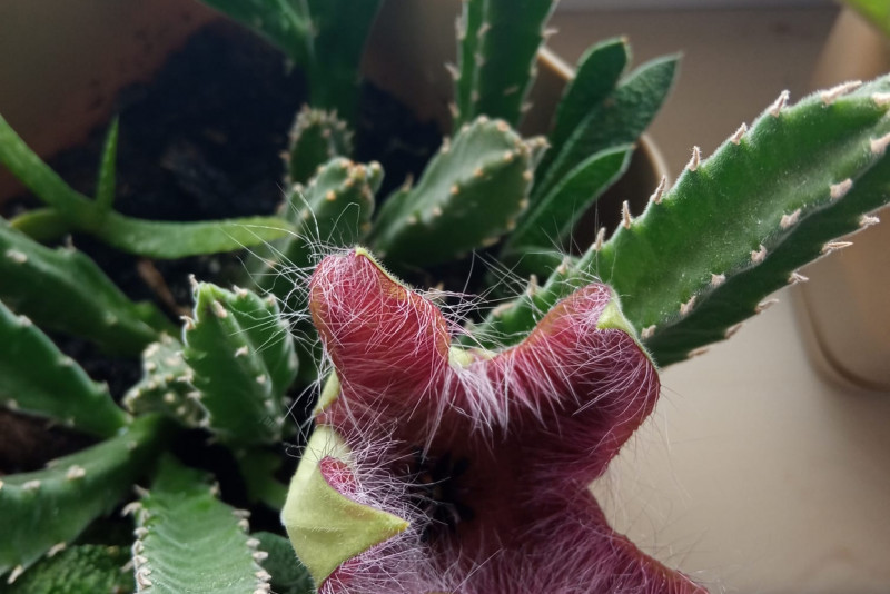 Stapelia hirsuta