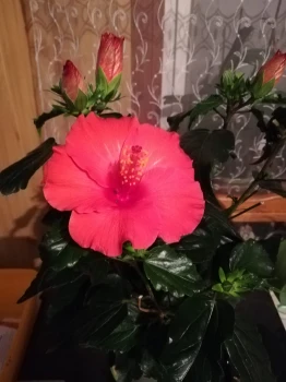 Hibiskus