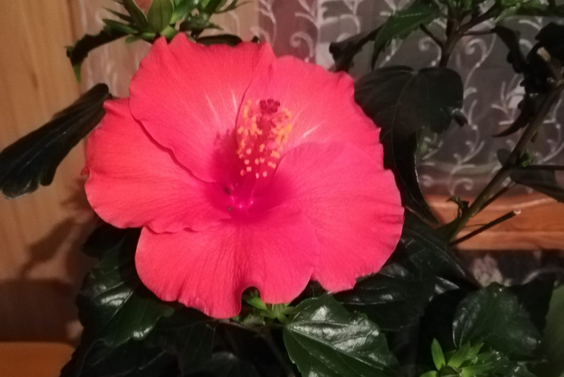 Hibiskus