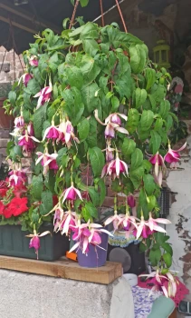 Fuchsia / Fuksja