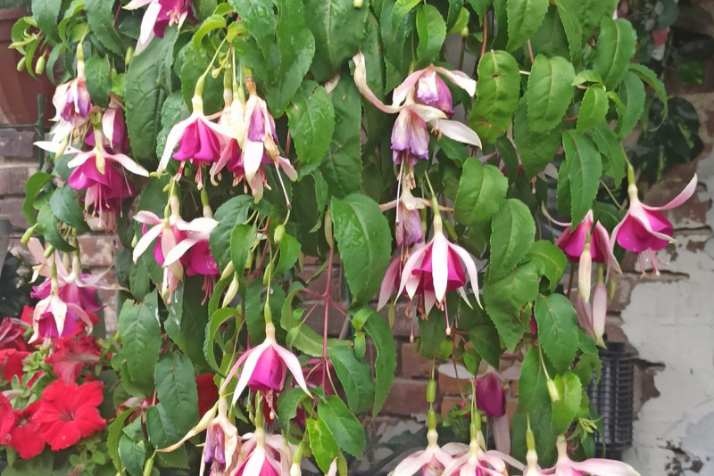 Fuchsia / Fuksja