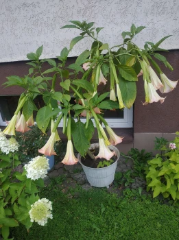 Datura