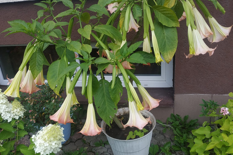 Datura