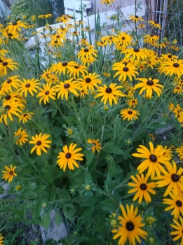 Rudbekia