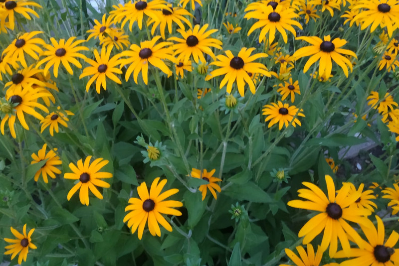 Rudbekia