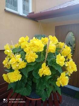 Begonia