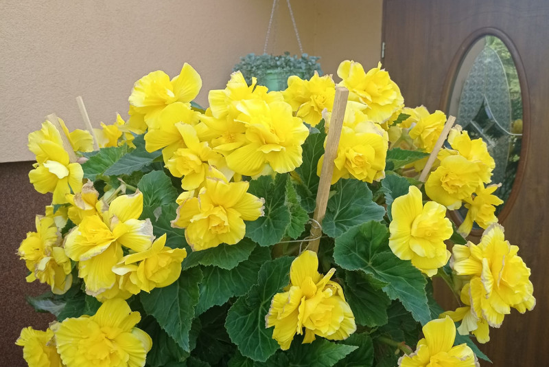 Begonia