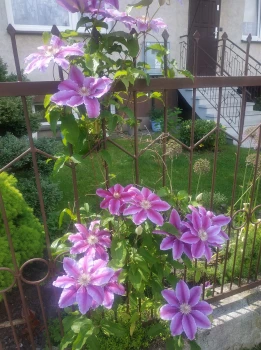 Clematis