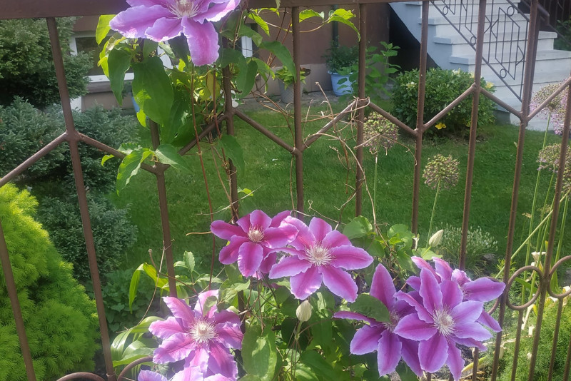 Clematis