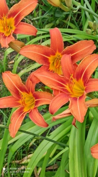 Liliowiec rdzawy
