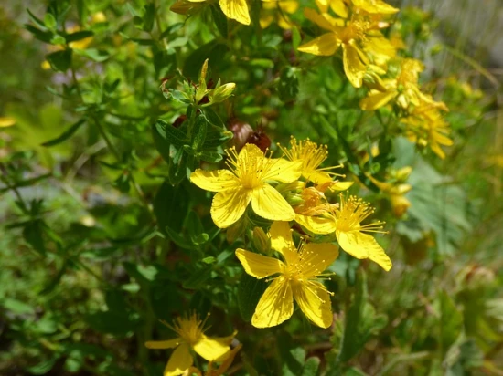 Dziurawiec zwyczajny (Hypericum perforatum) – charakterystyka i ciekawostki na jego temat