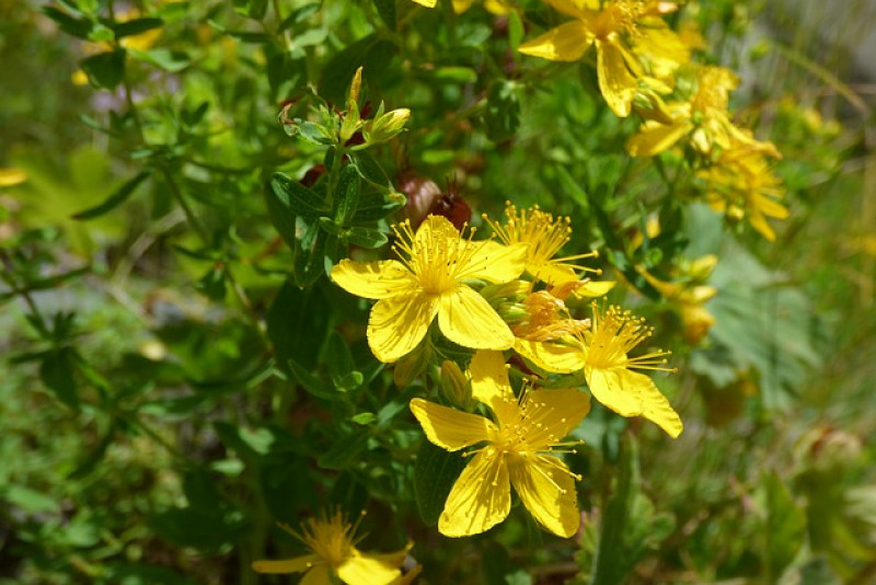 Dziurawiec zwyczajny (Hypericum perforatum) – charakterystyka i ciekawostki na jego temat