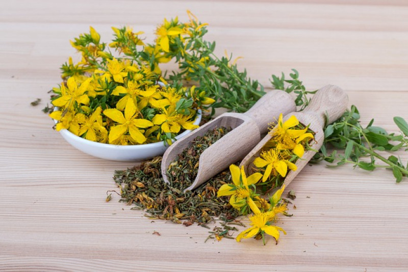 Dziurawiec zwyczajny (Hypericum perforatum) – niezwykła roślina na depresję i nie tylko!