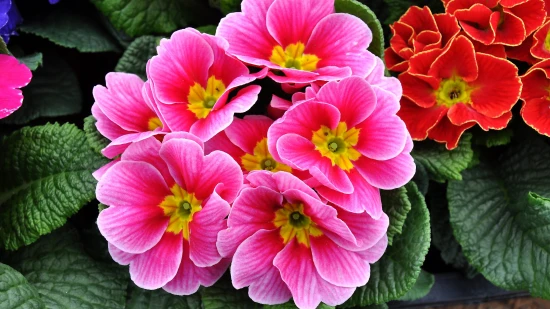 Pierwiosnek zwyczajny bezłodygowy (primula vulgaris) – uprawa i ciekawostka