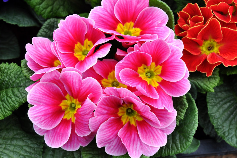 Pierwiosnek zwyczajny bezłodygowy (primula vulgaris) – uprawa i ciekawostka