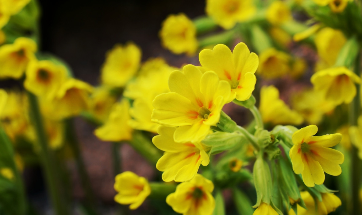 Pierwiosnek lekarski (Primula veris) - uprawa i ciekawostki