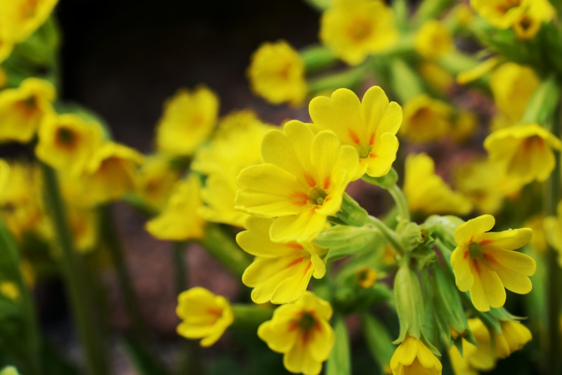 Pierwiosnek lekarski (Primula veris) - uprawa i ciekawostki