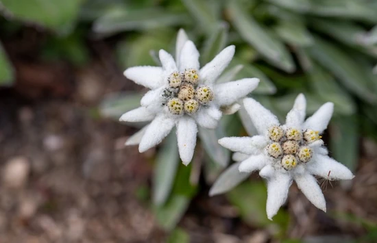 Szarotka alpejska (Leontopodium alpinum) - uprawa i ciekawostka na jej temat!
