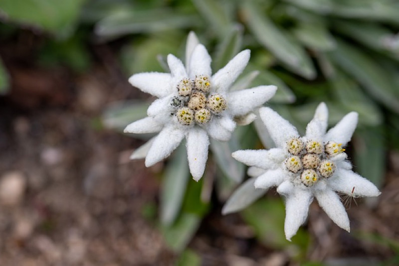 Szarotka alpejska (Leontopodium alpinum) - uprawa i ciekawostka na jej temat!