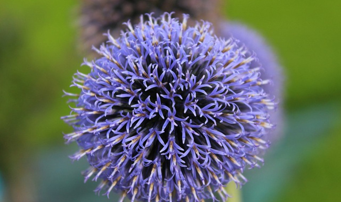 Przegorzan pospolity (Echinops ritro)– uprawa i ciekawostki na jego temat!