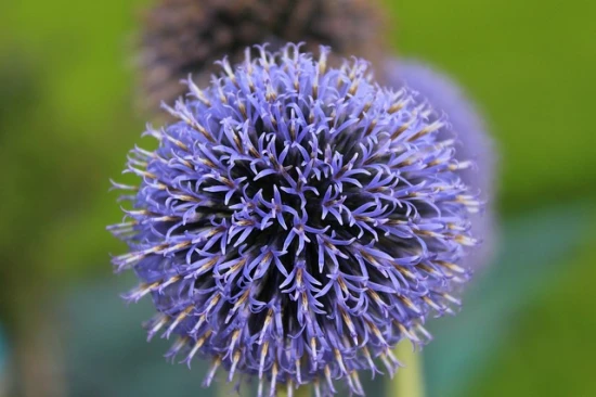 Przegorzan pospolity (Echinops ritro)– uprawa i ciekawostki na jego temat!