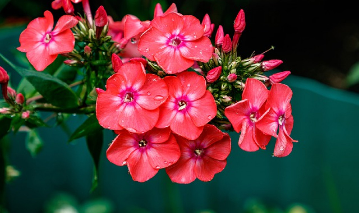 Floks wiechowaty (Orange Perfection) – uprawa!