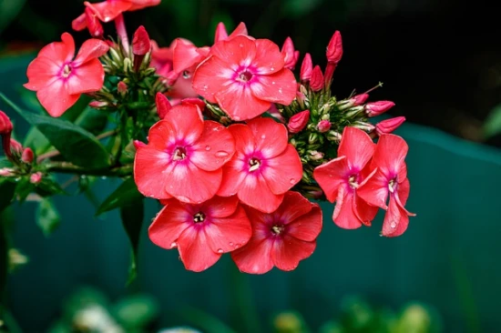 Floks wiechowaty (Orange Perfection) – uprawa!