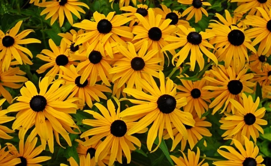 Rudbekia Hirta ‘Toto Gold' - uprawa i odpowiednia pielęgnacja