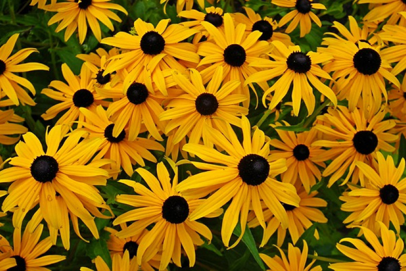 Rudbekia Hirta ‘Toto Gold' - uprawa i odpowiednia pielęgnacja