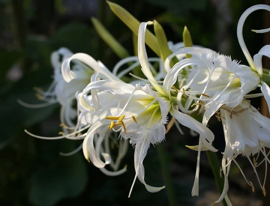 Błonczatka Festalis / Ismena (Hymenocallis Festalis) – uprawa i odpowiednia pielęgnacja