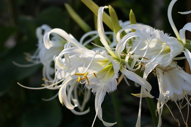 Błonczatka Festalis / Ismena (Hymenocallis Festalis) – uprawa i odpowiednia pielęgnacja