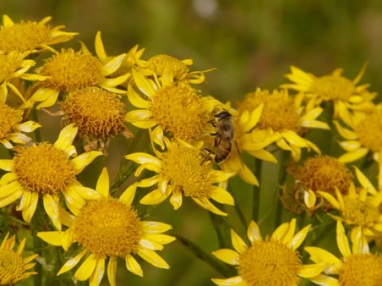 Arnika górska (Arnica montana) - uprawa i ciekawostki na jej temat!