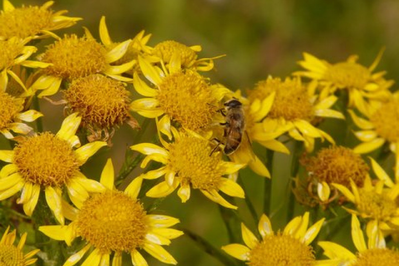 Arnika górska (Arnica montana) - uprawa i ciekawostki na jej temat!