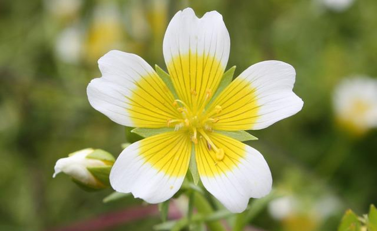 Limnanthes douglasii – odpowiednia pielęgnacja tej pięknej rośliny