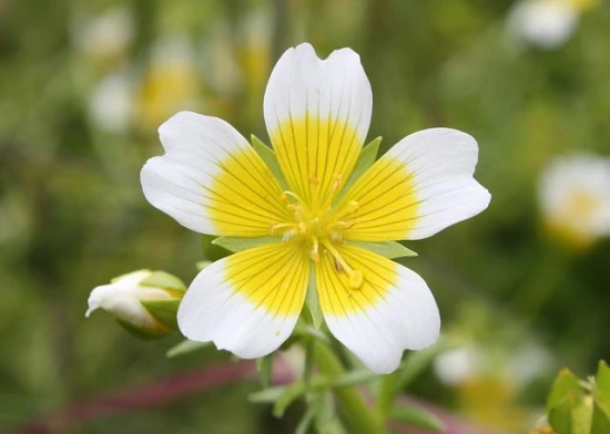 Limnanthes douglasii – odpowiednia pielęgnacja tej pięknej rośliny