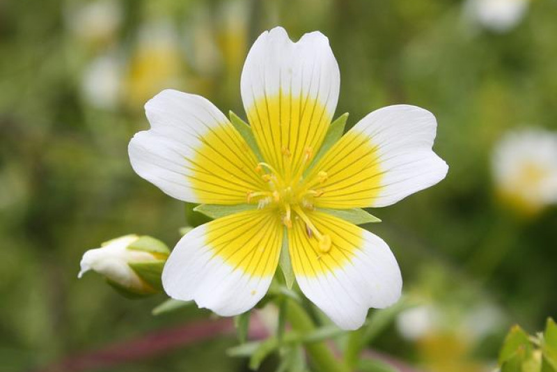 Limnanthes douglasii – odpowiednia pielęgnacja tej pięknej rośliny