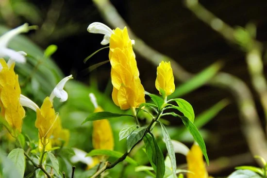 Pachystachys Lutea – odpowiednia pielęgnacja