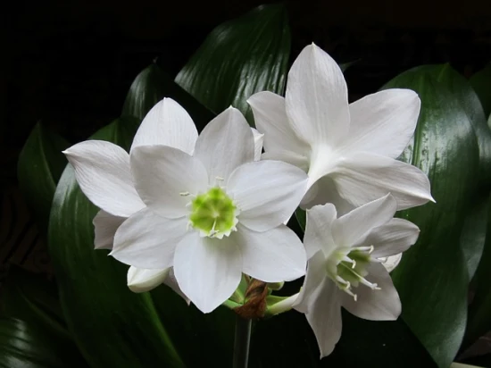 Eucharis / grandiflora – przepiękna roślina doniczkowa kwitnąca jesienią!