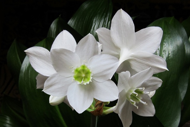 Eucharis / grandiflora – przepiękna roślina doniczkowa kwitnąca jesienią!
