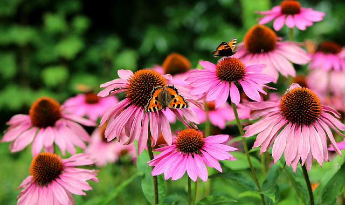 Jak uprawiać jeżówkę purpurową (Echinacea purpurea) - kompletny przewodnik