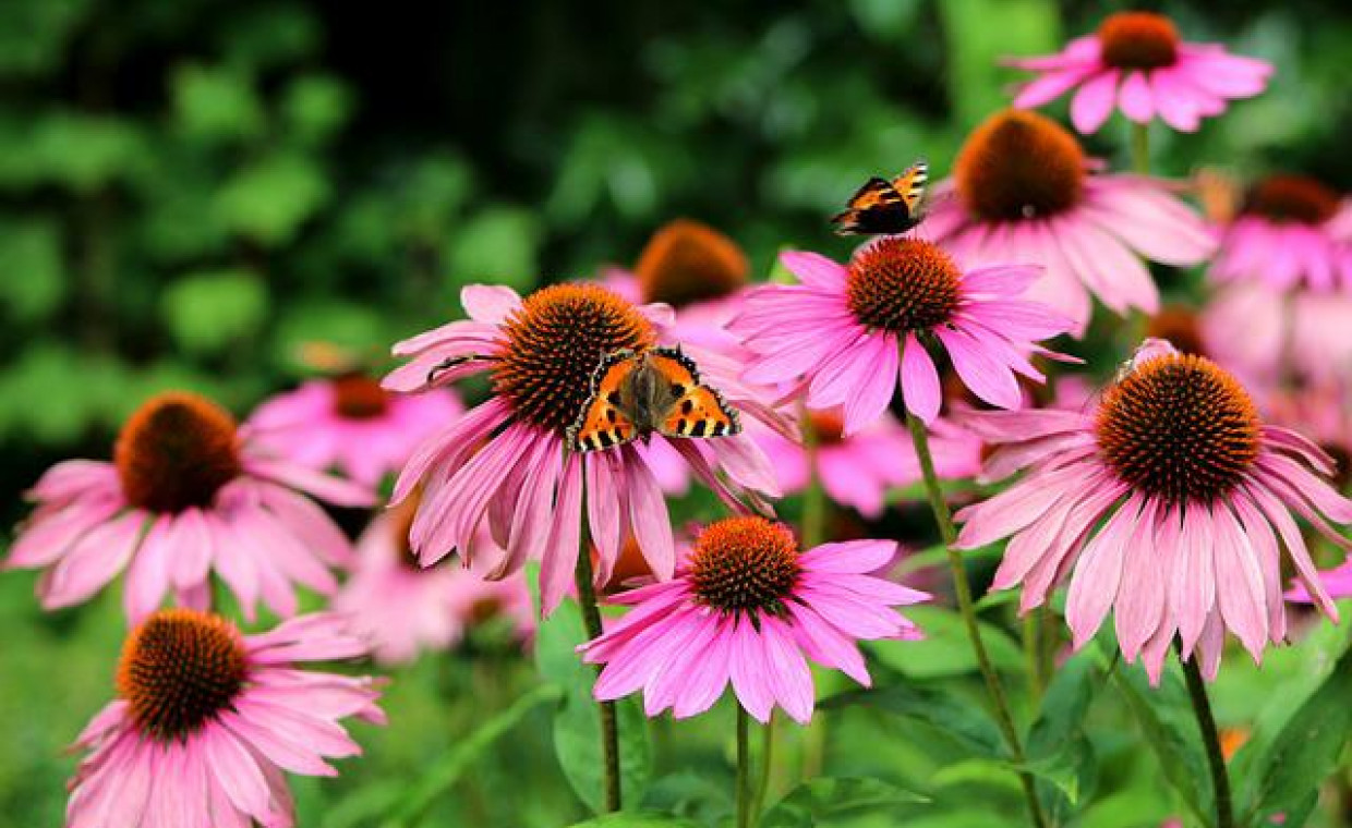 Jak uprawiać jeżówkę purpurową (Echinacea purpurea) - kompletny przewodnik