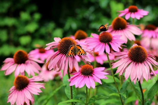 Jak uprawiać jeżówkę purpurową (Echinacea purpurea) - kompletny przewodnik