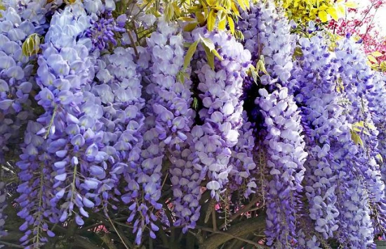 ⚠️ Wisteria sinensis – Glicynia chińska: piękna, ale trująca ozdoba ogrodu
