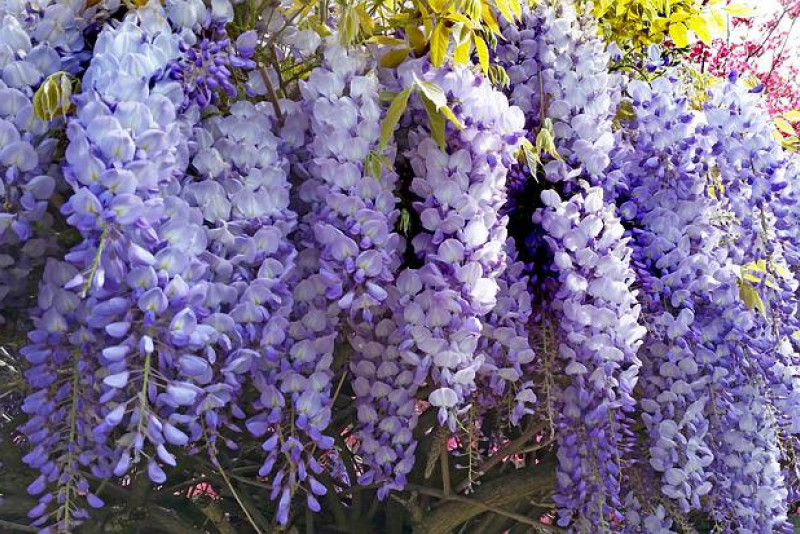 ⚠️ Wisteria sinensis – Glicynia chińska: piękna, ale trująca ozdoba ogrodu