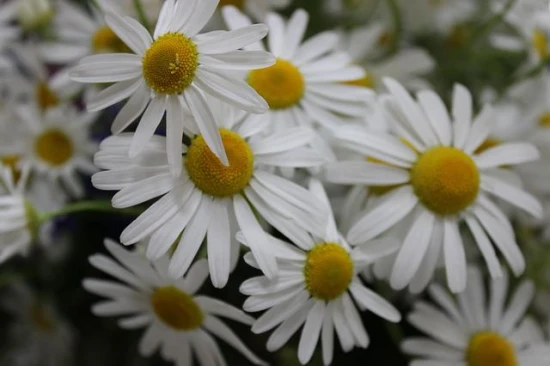 Rumianek Pospolity (Matricaria chamomilla) – uprawa i zastosowanie