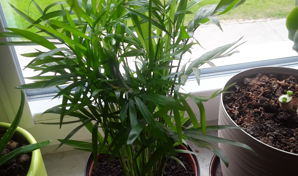Chamaedorea elegans (Palma koralowa) – odpowiednia pielęgnacja i ciekawostki na jej temat!