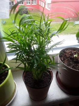 Chamaedorea elegans (Palma koralowa) – odpowiednia pielęgnacja i ciekawostki na jej temat!
