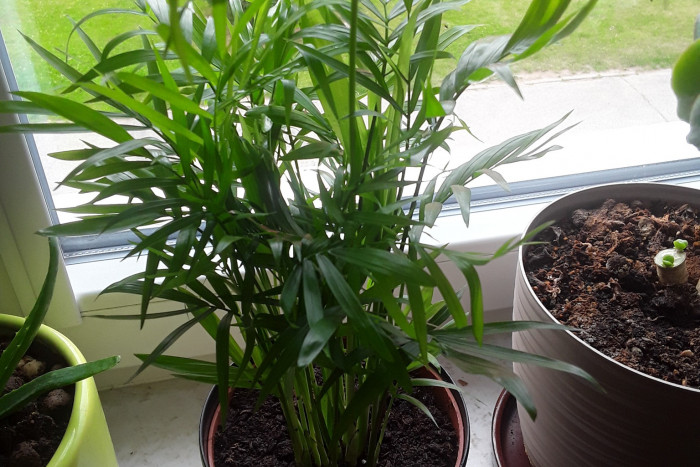 Chamaedorea elegans (Palma koralowa) – odpowiednia pielęgnacja i ciekawostki na jej temat!