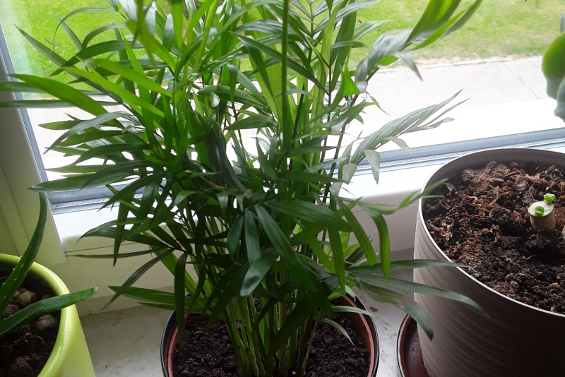 Chamaedorea elegans (Palma koralowa) – odpowiednia pielęgnacja i ciekawostki na jej temat!
