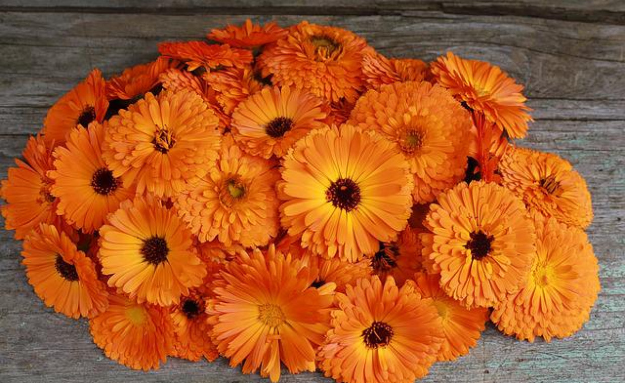 🌼 Nagietek lekarski – uprawa i zastosowanie tej wyjątkowej rośliny